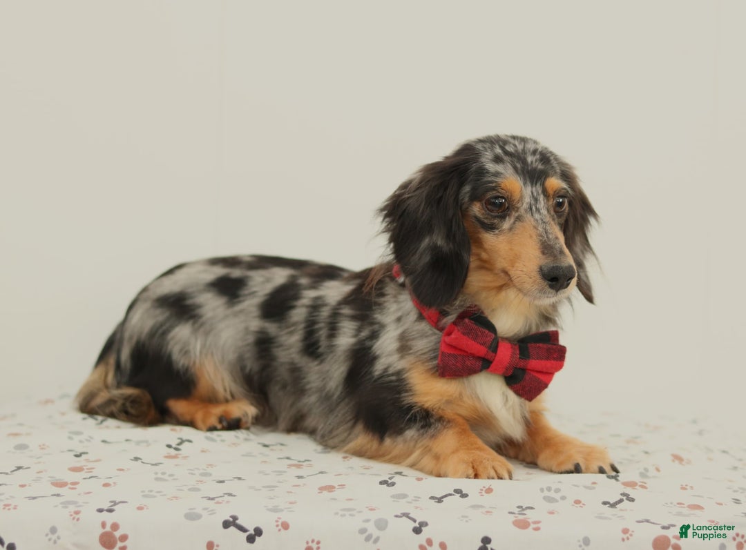 Miniature Dachshund dogs for sale: Ringo - Image 11