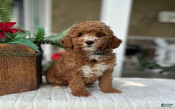 Mini Goldendoodle dogs for sale: Mocha - Image 2