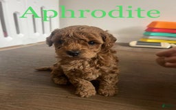 Toy Poodle dogs for sale: Aphrodite - Image 1