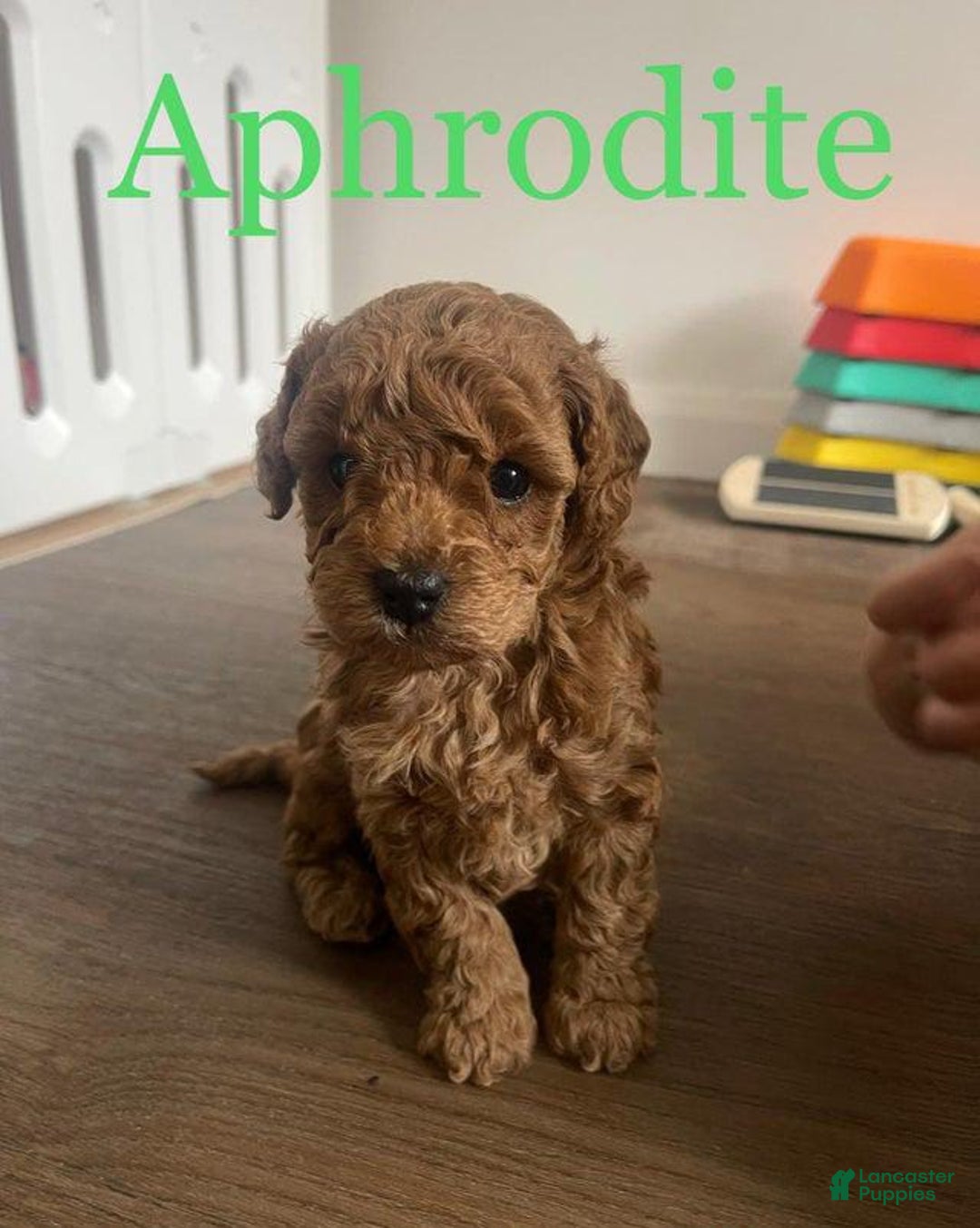 Toy Poodle dogs for sale: Aphrodite - Image 1