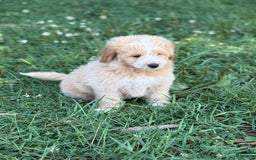 Pomapoo dogs for sale: Petey - Image 1