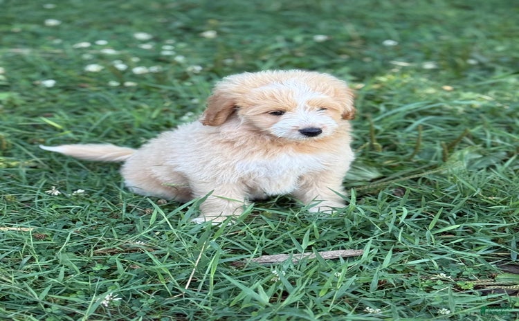 Pomapoo dogs for sale - Ad 3