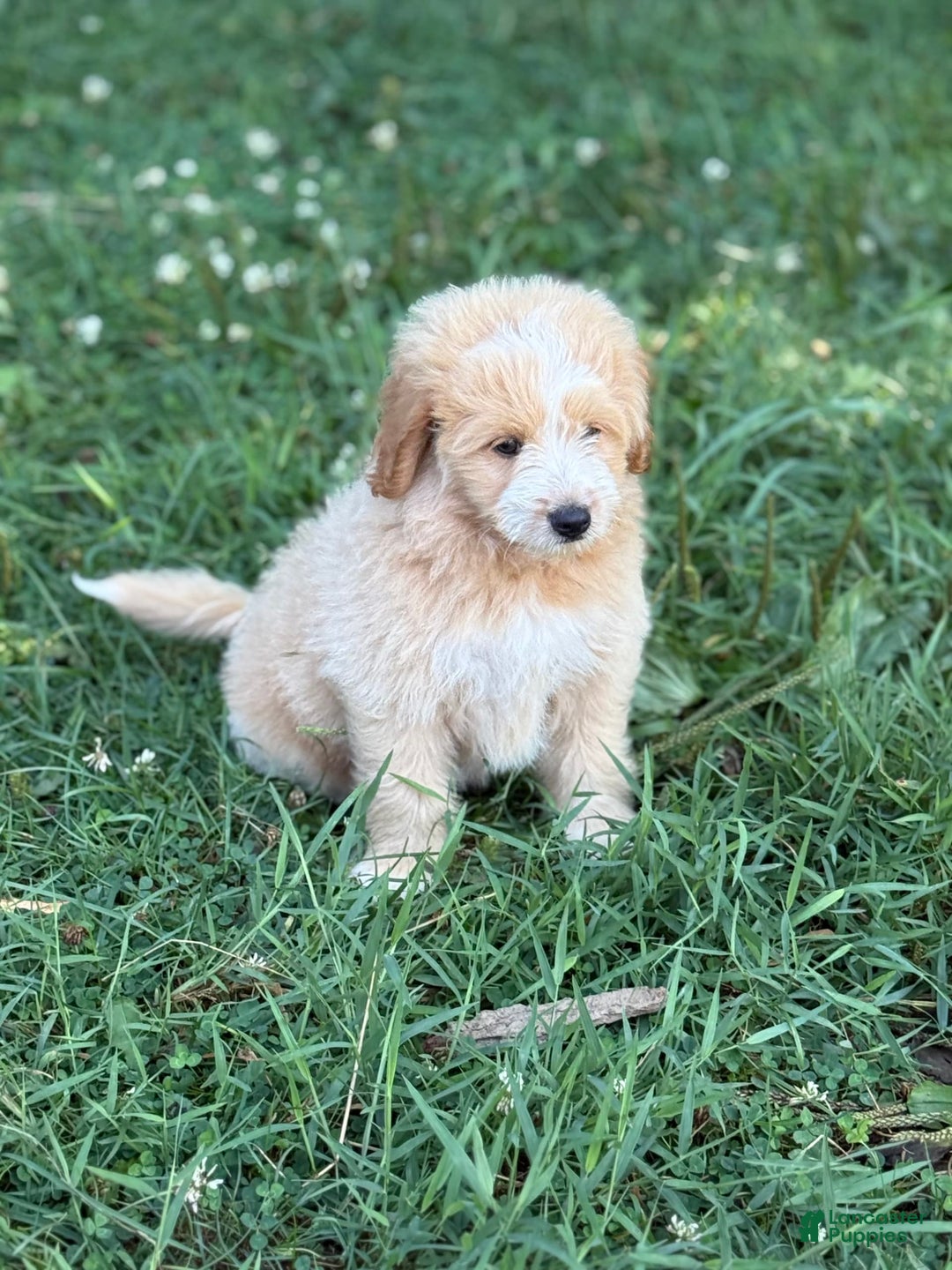 Pomapoo dogs for sale: Petey - Image 1