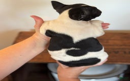 French Bulldog dogs for sale: Ursula - Image 2