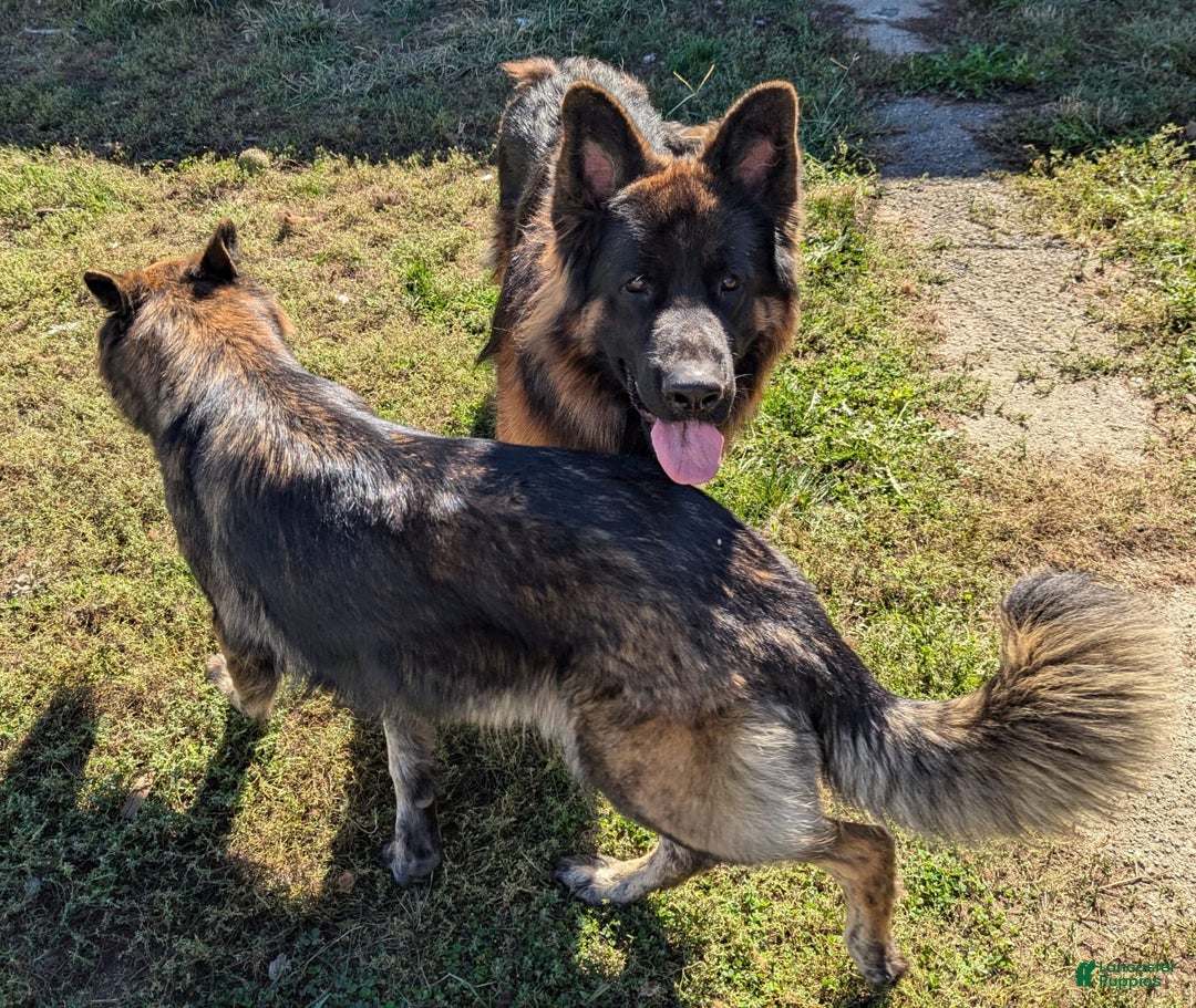 German Shepherd dogs for sale: Jesse - Image 5