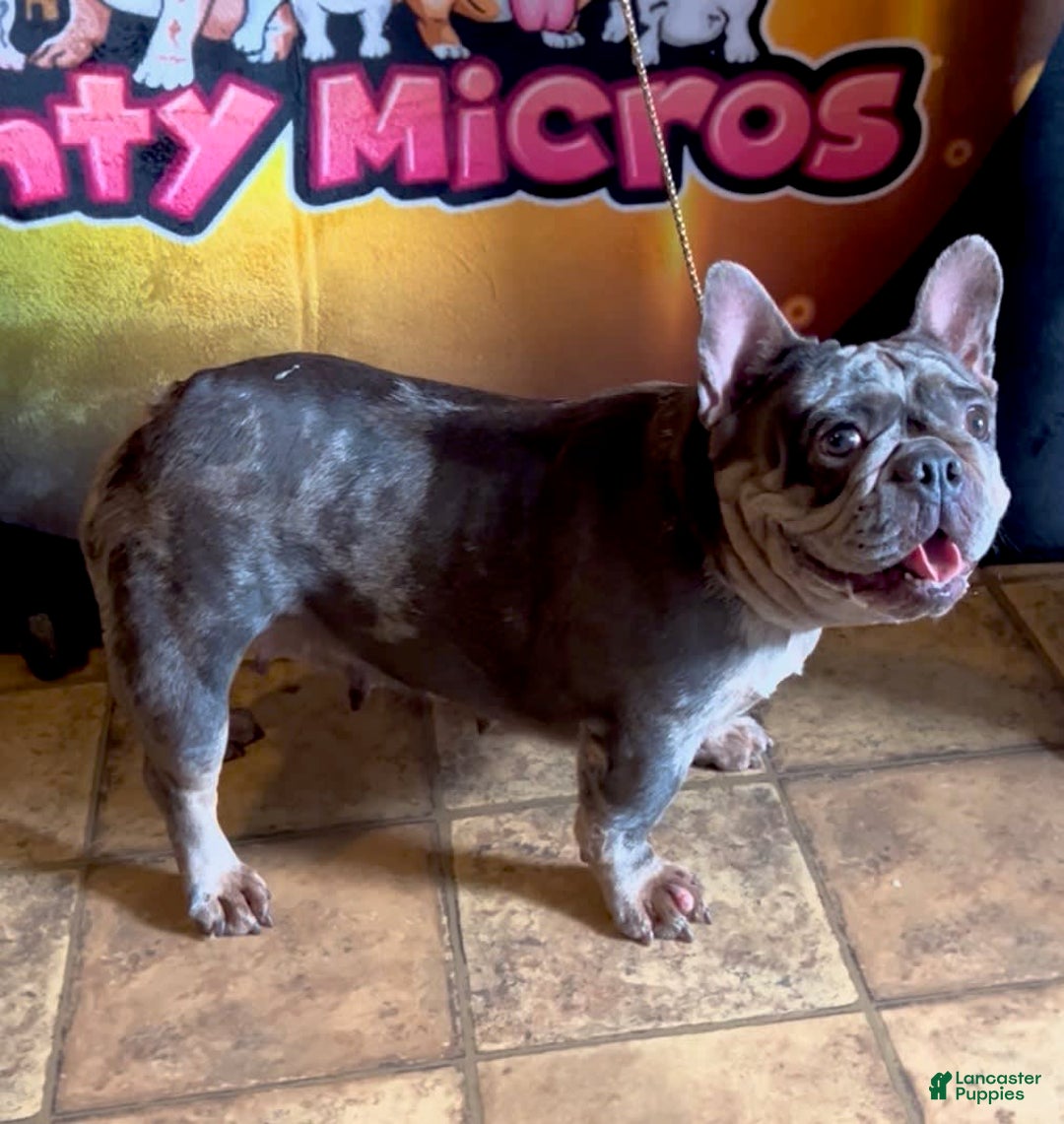 French Bulldog dogs for sale: Venus - Image 1
