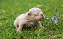 English Bulldog dogs for sale: Turbo - Image 8