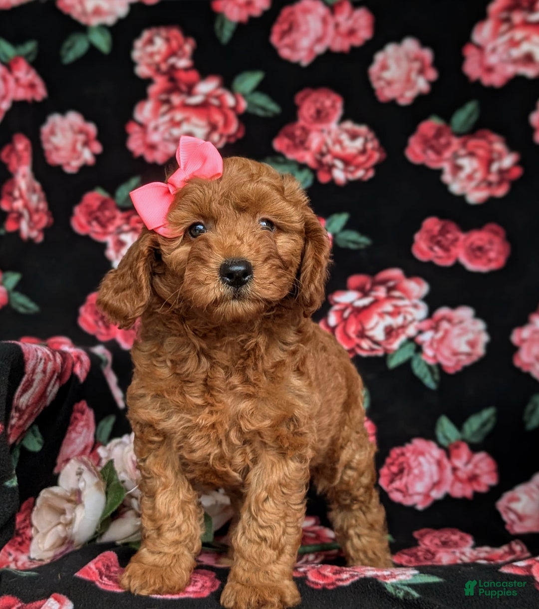 Mini Goldendoodle dogs for sale: Hildie Hypoallergenic - Image 3