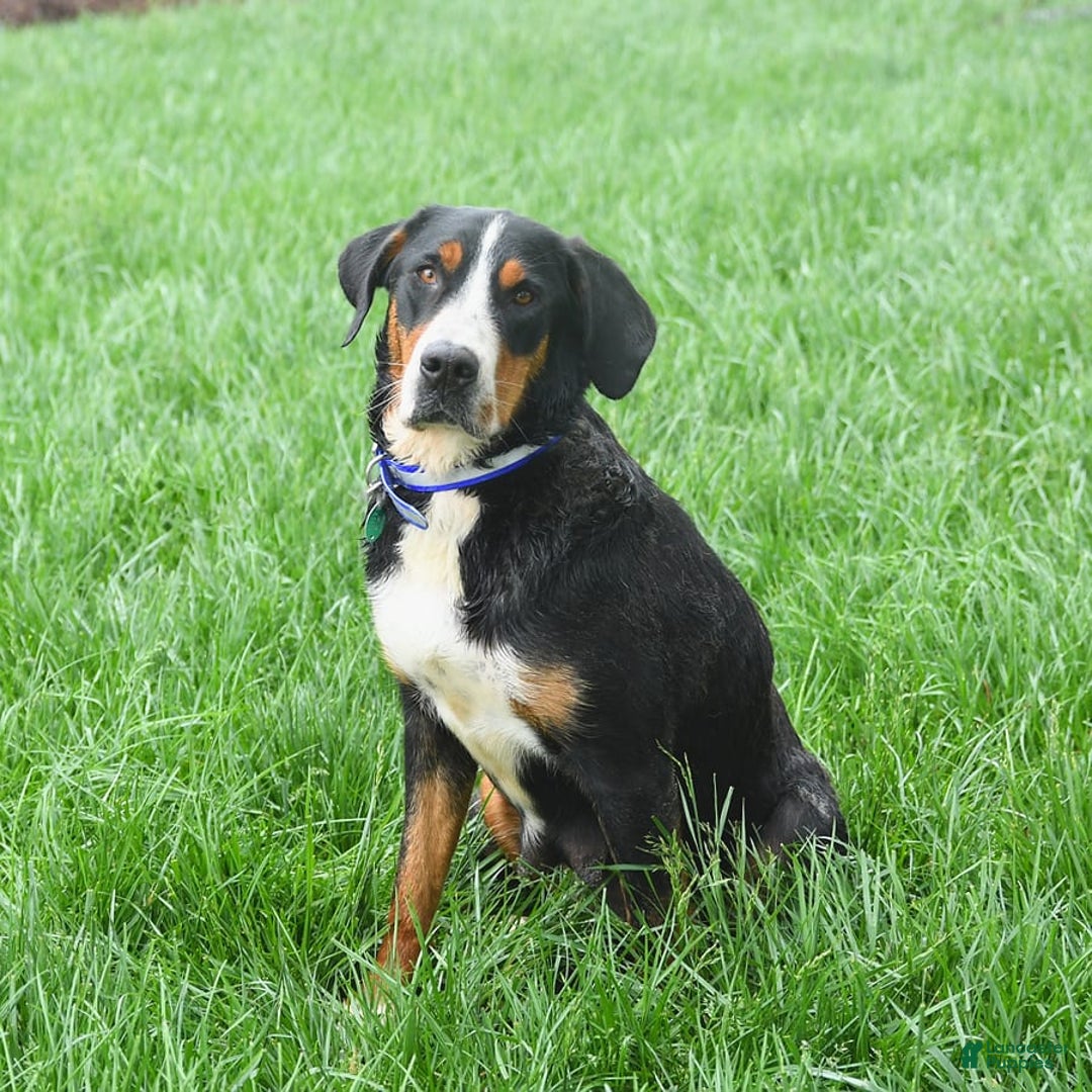 Greater Swiss Mountain Dog dogs for sale: Harvey - Image 15