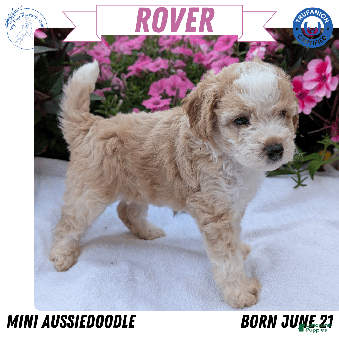 Mini Aussiedoodle dogs for sale: Rover - Image 4