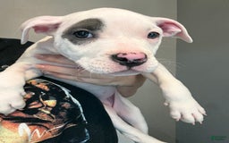 American Pit Bull Terrier dogs for sale: Nelsa - Image 6