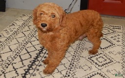 Mini Goldendoodle dogs for sale: Janice - Image 8