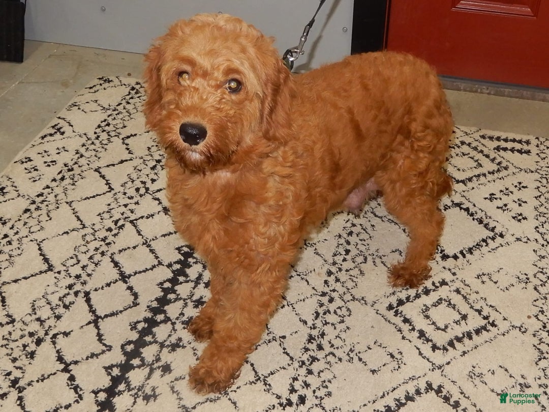 Mini Goldendoodle dogs for sale: Janice - Image 8