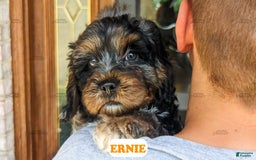 Cavapoo dogs for sale: Ernie - Image 3
