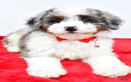 Mini Aussiedoodle dogs for sale: Logan - Image 7