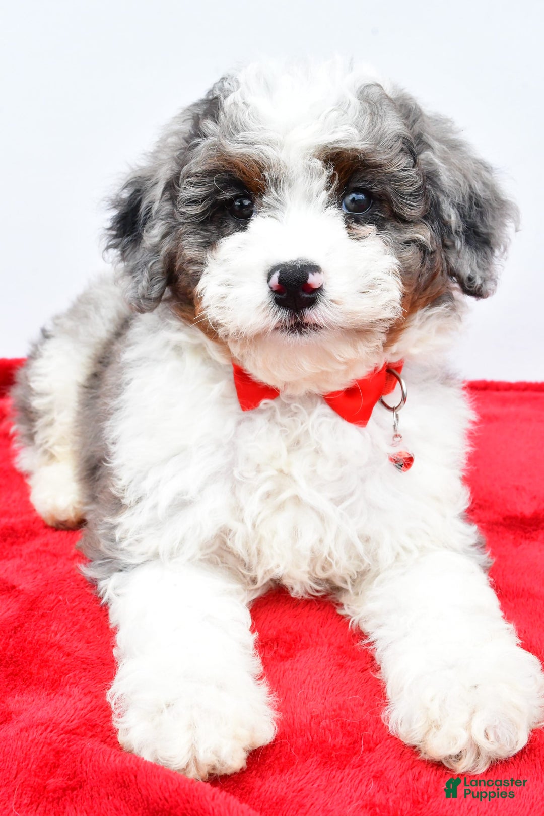 Mini Aussiedoodle dogs for sale: Logan - Image 7