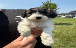 Teddy Bear dogs for sale: Evan - Image 1