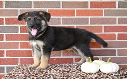 German Shepherd dogs for sale: Austin - Image 5