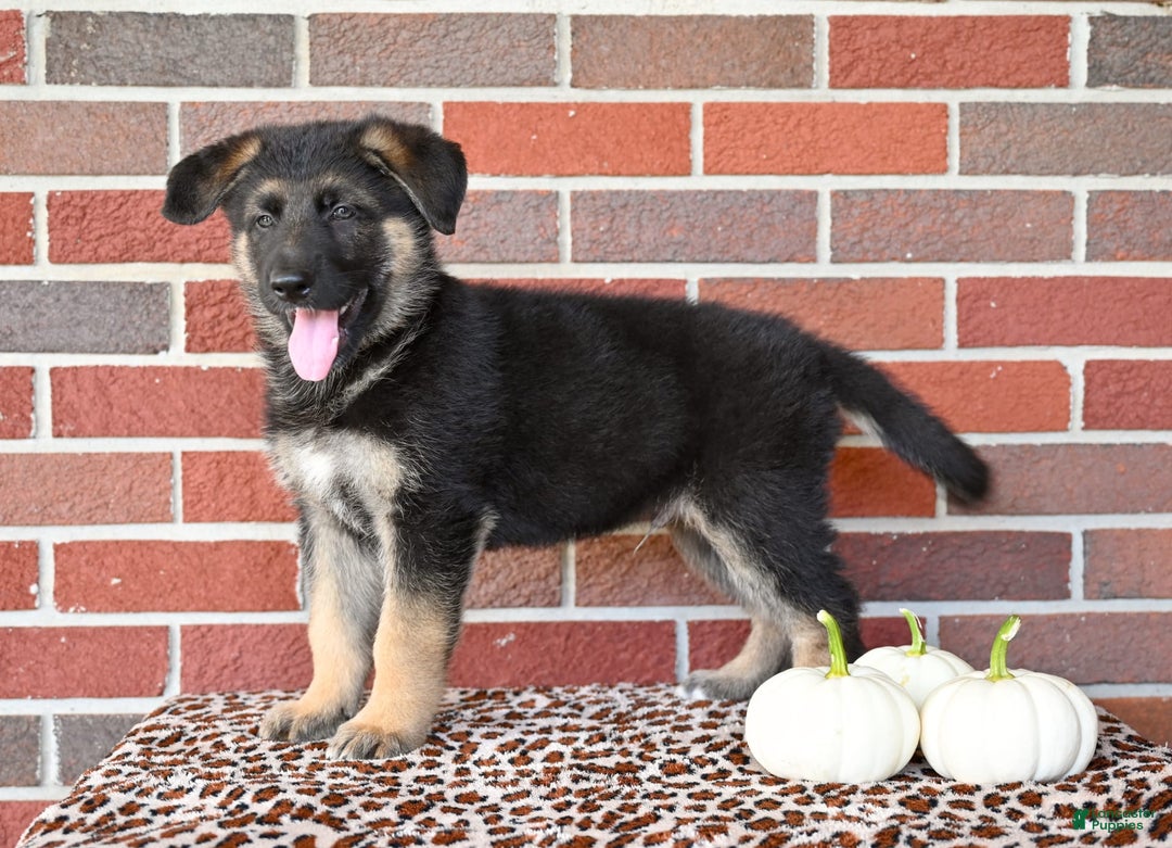 German Shepherd dogs for sale: Austin - Image 5