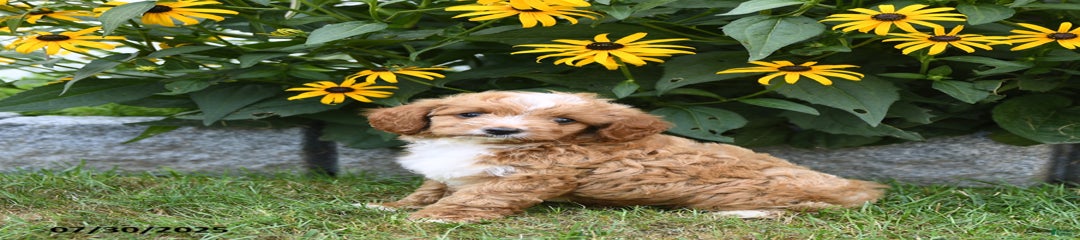 Bonnie