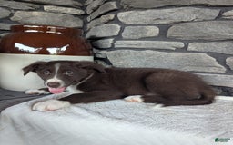 Australian Shepherd dogs for sale: Fido - Image 2