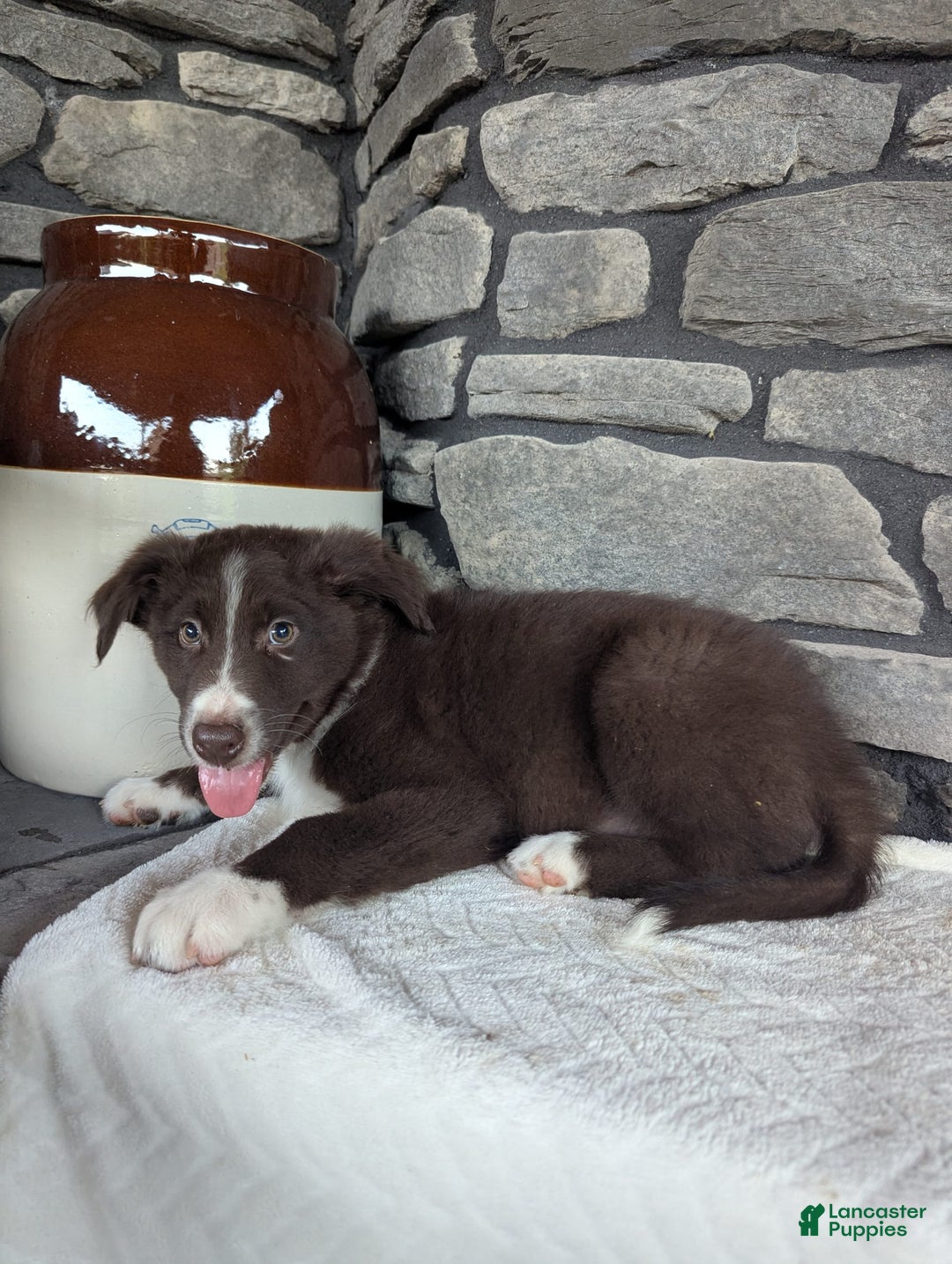 Australian Shepherd dogs for sale: Fido - Image 2
