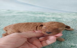 Toy Poodle dogs for sale: Kinley - Image 4