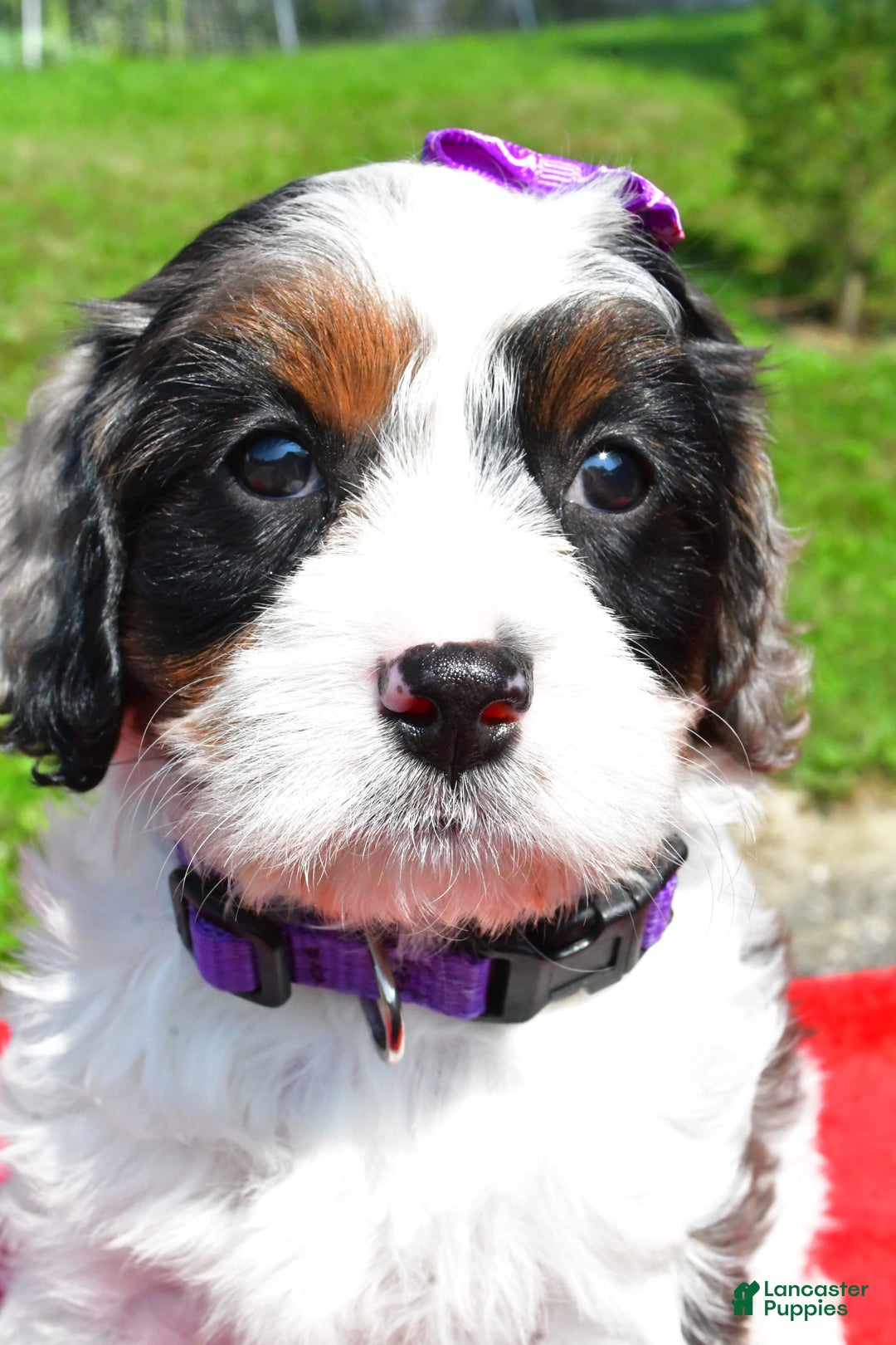 Cavapoo dogs for sale: Chloe - Image 5