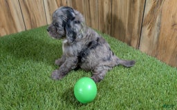 Cavapoo dogs for sale: Bertha Boy 4 - Image 3