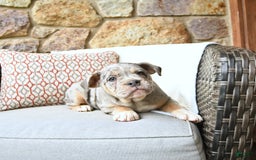 Olde English Bulldogge dogs for sale: Pearl - Image 9