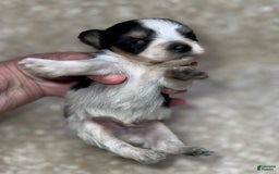 Miniature Schnauzer dogs for sale: Chipp - Image 3