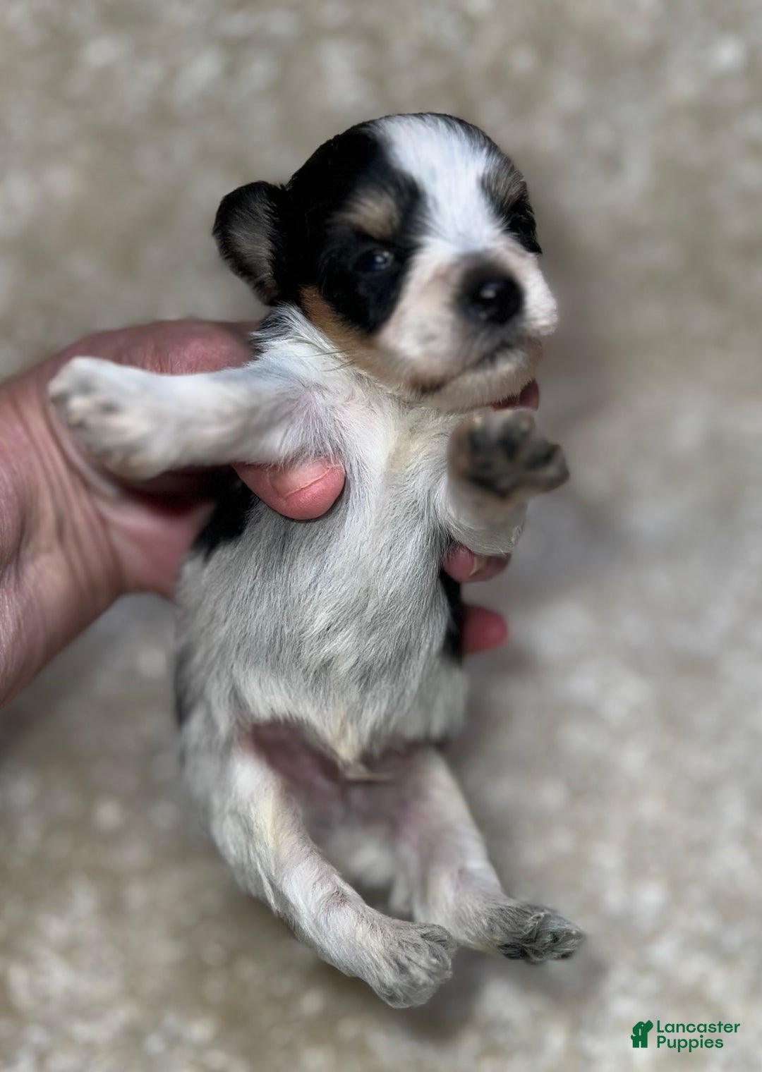 Miniature Schnauzer dogs for sale: Chipp - Image 3