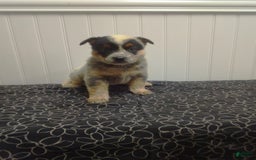 Australian Cattle Dog dogs for sale: Autumn - Image 3