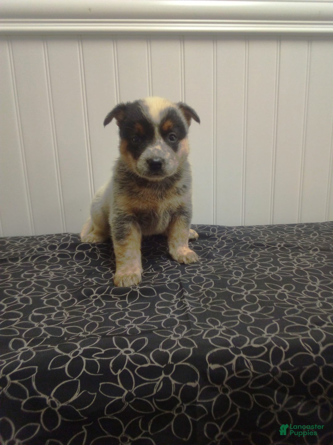 Australian Cattle Dog dogs for sale: Autumn - Image 3