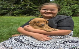 Goldendoodle dogs for sale: Robyn - Image 13