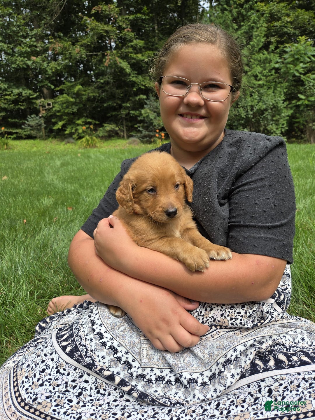 Goldendoodle dogs for sale: Robyn - Image 13