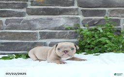 Olde English Bulldogge dogs for sale: Cody - Image 2