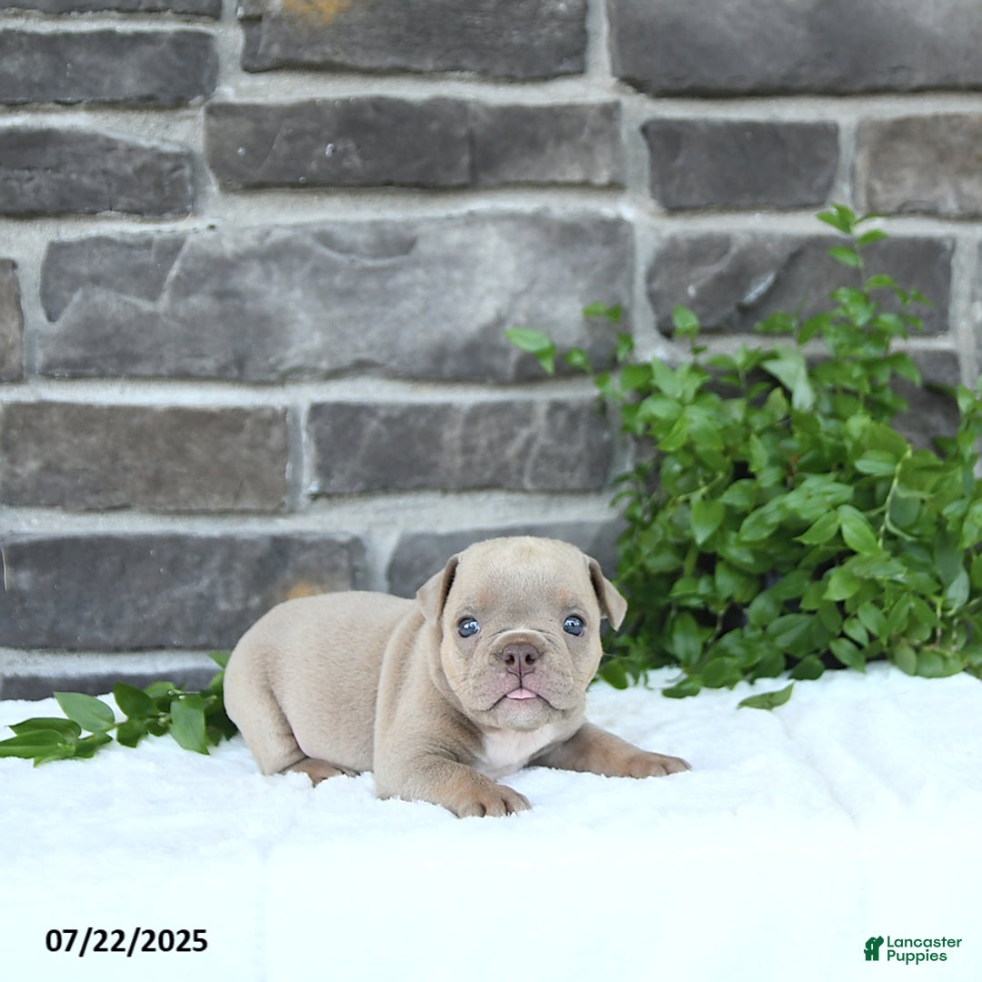 Olde English Bulldogge dogs for sale: Cody - Image 2