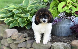 Miniature Poodle dogs for sale: Austin - Image 7