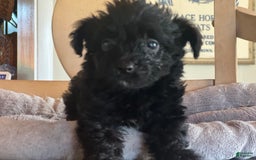 Bernedoodle dogs for sale: Micro Mini 3 - Image 1