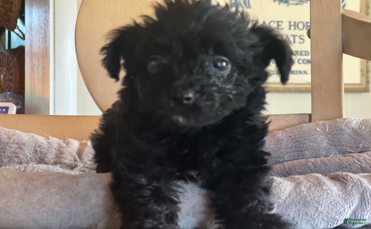 Bernedoodle dogs for sale - Ad 5