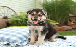 German Shepherd dogs for sale: Valley - Image 2