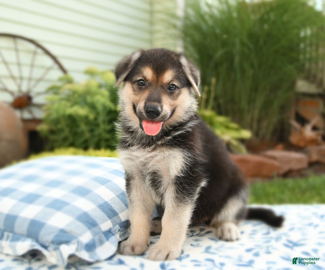 German Shepherd dogs for sale: Valley - Image 2