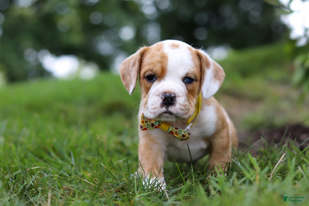 Beabull dogs for sale: Dewey - Image 5