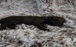 Labradoodle dogs for sale: Purple Rain - Image 2