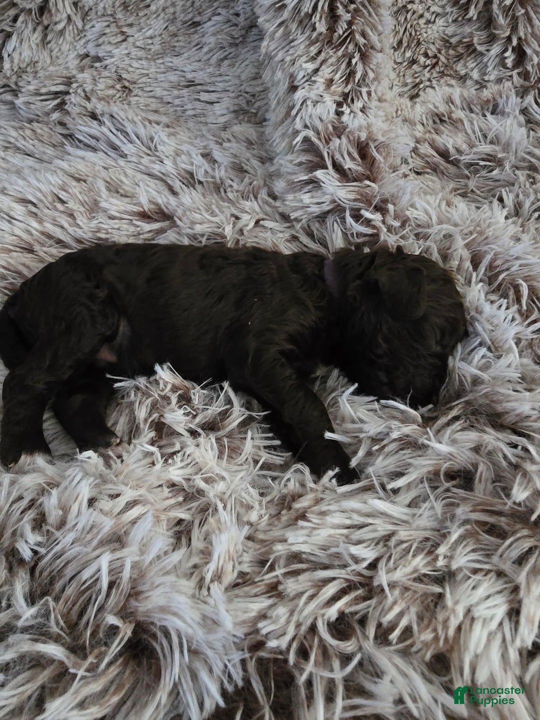 Labradoodle dogs for sale: Purple Rain - Image 2