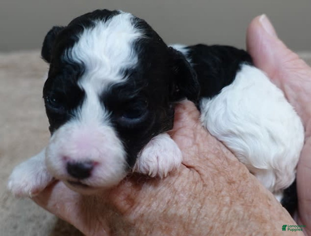 Toy Poodle dogs for sale: Zara Parti Girl - Image 13