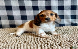Dachshund dogs for sale: Dixie - Image 5