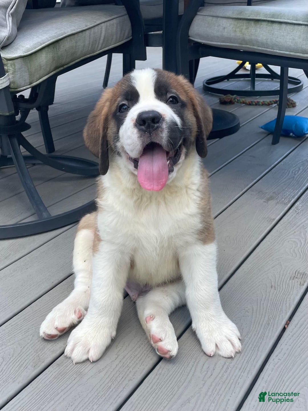 Saint Bernard dogs for sale: Oliver - Image 4