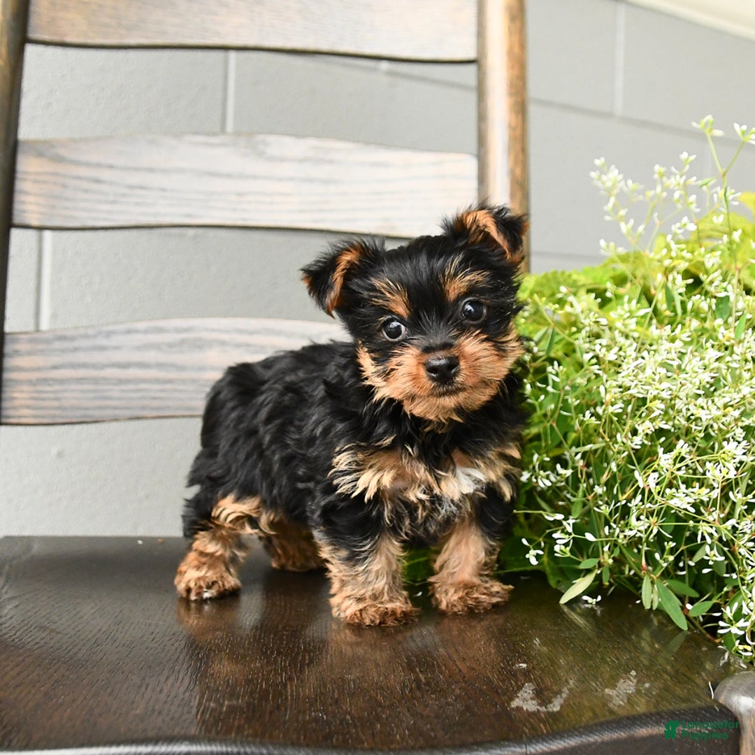 Yorkshire Terrier dogs for sale: Yorkshire Terrier 5 puppies - Image 7